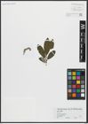 Foto von Salix appendiculata Vill.